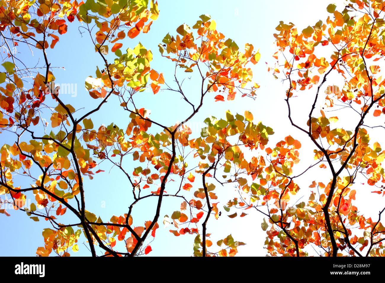 Autumn leaves and blue sky Stock Photo - Alamy
