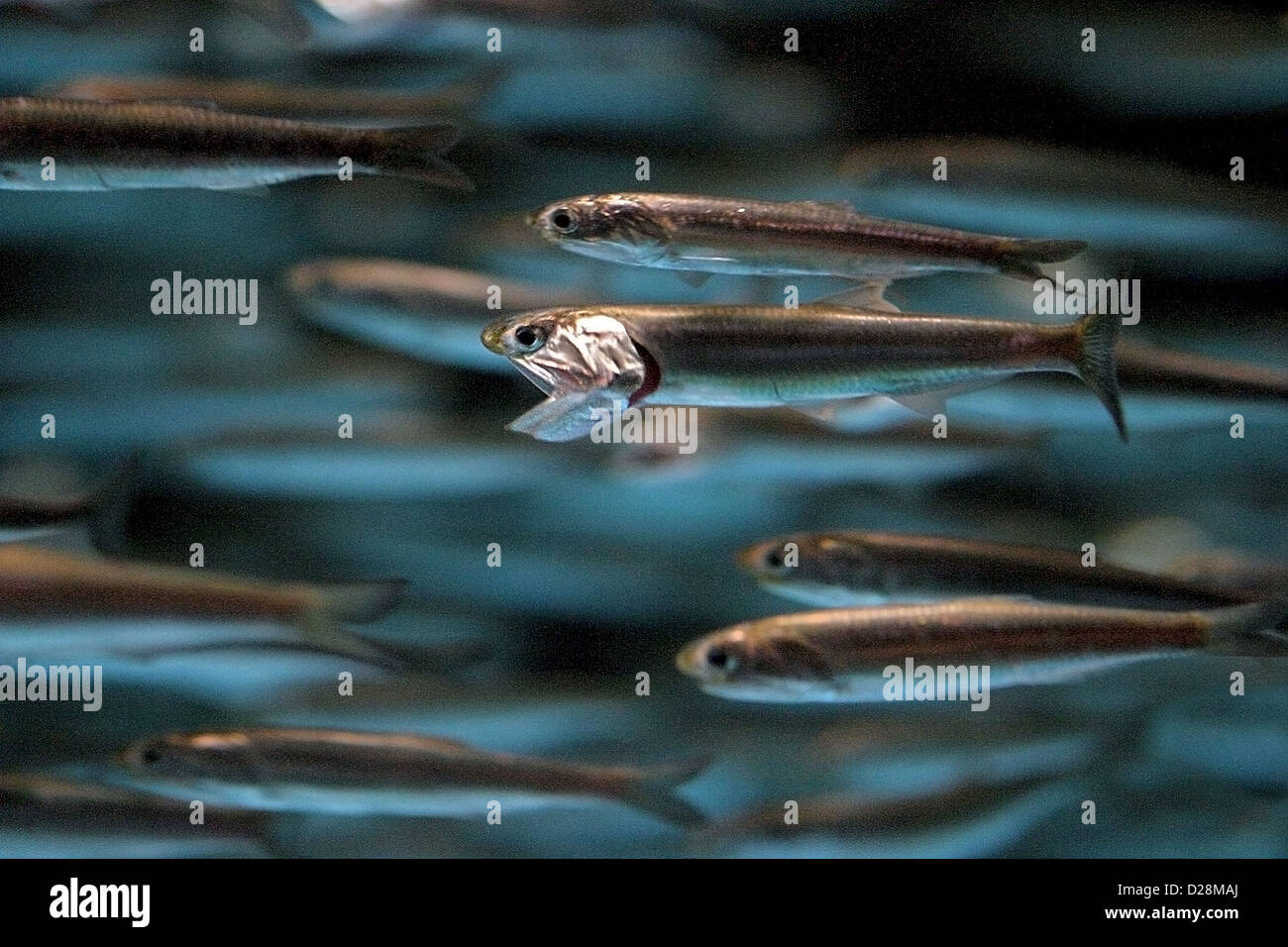 A school of anchovies Stock Photo Alamy