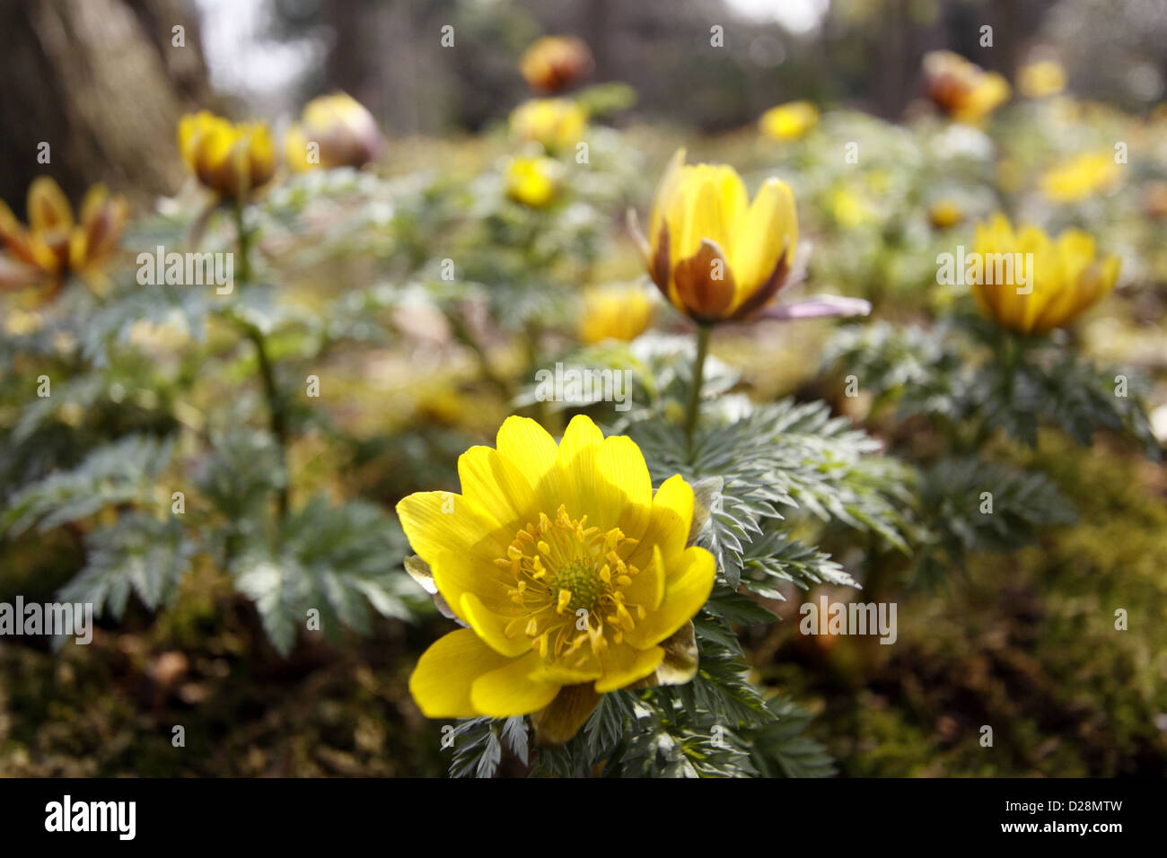 Adonis Flowers High Resolution Stock Photography and Images - Alamy