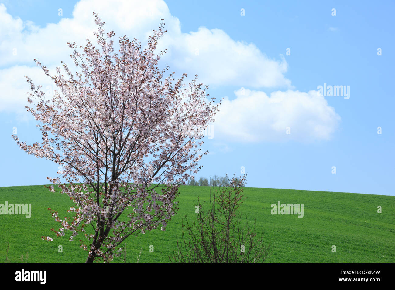 Cherry tree and blue sky with clouds Stock Photo - Alamy