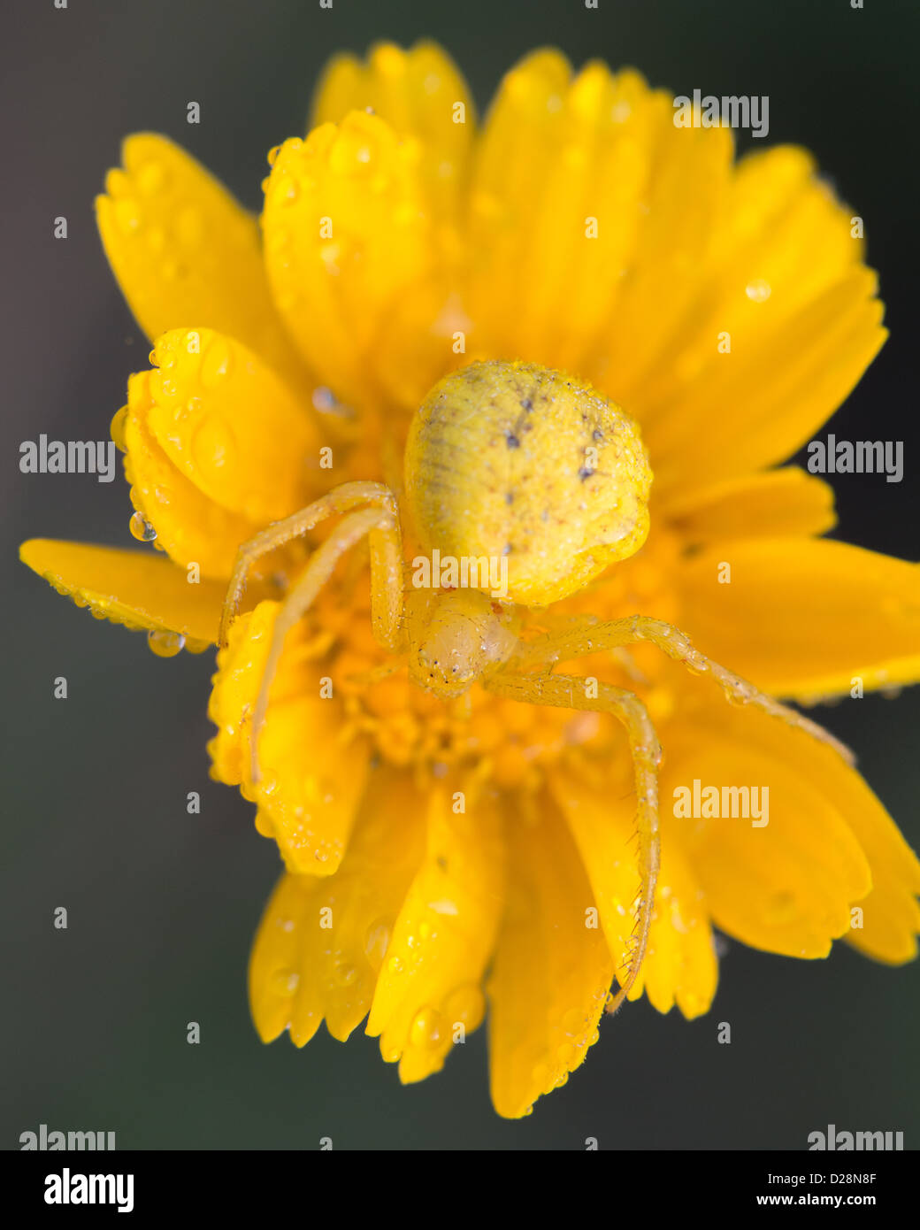 Camouflaged yellow crab spider on a yellow Daisy flower Stock Photo