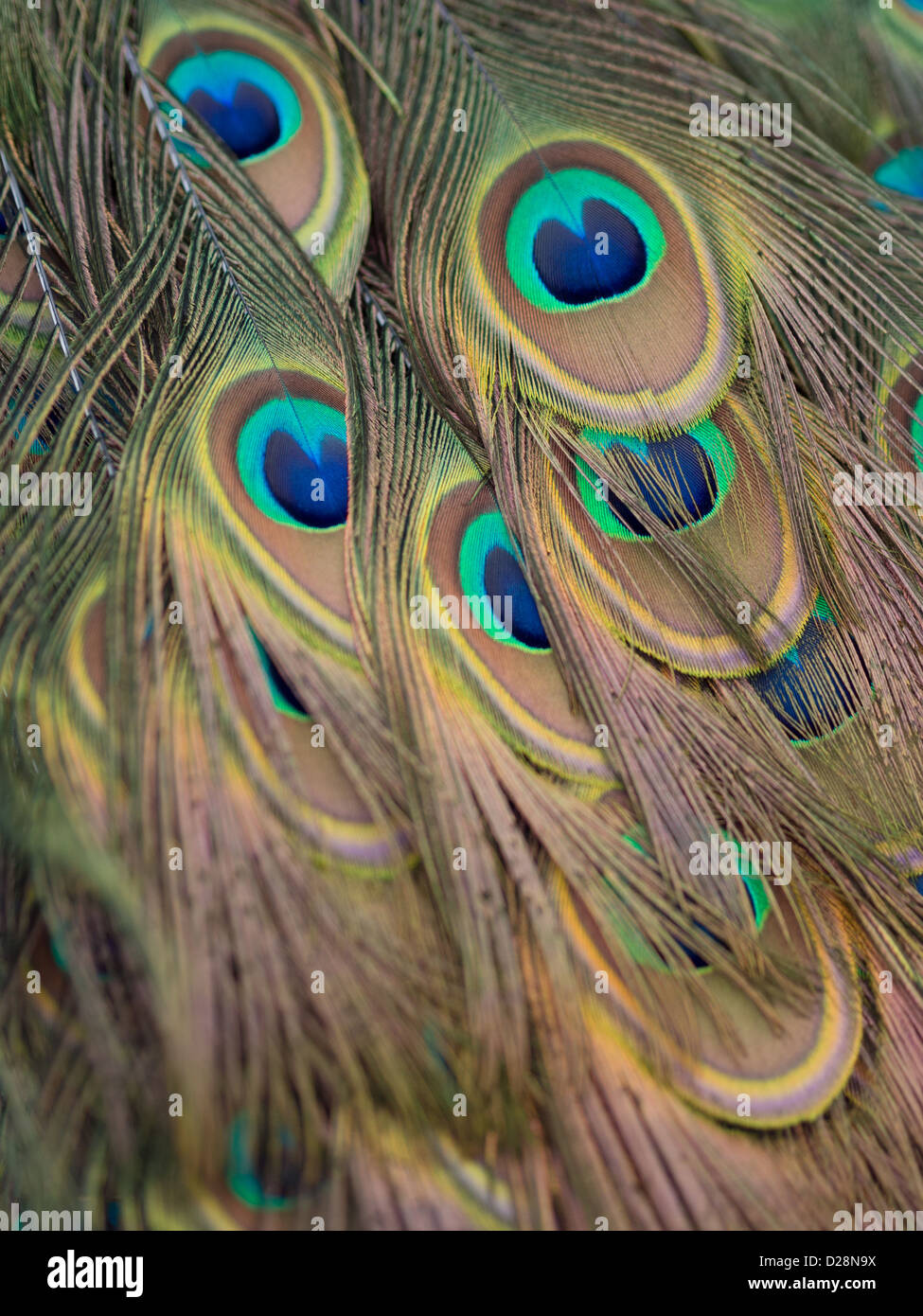 Closeup photo of colorful Peacock Feathers Stock Photo