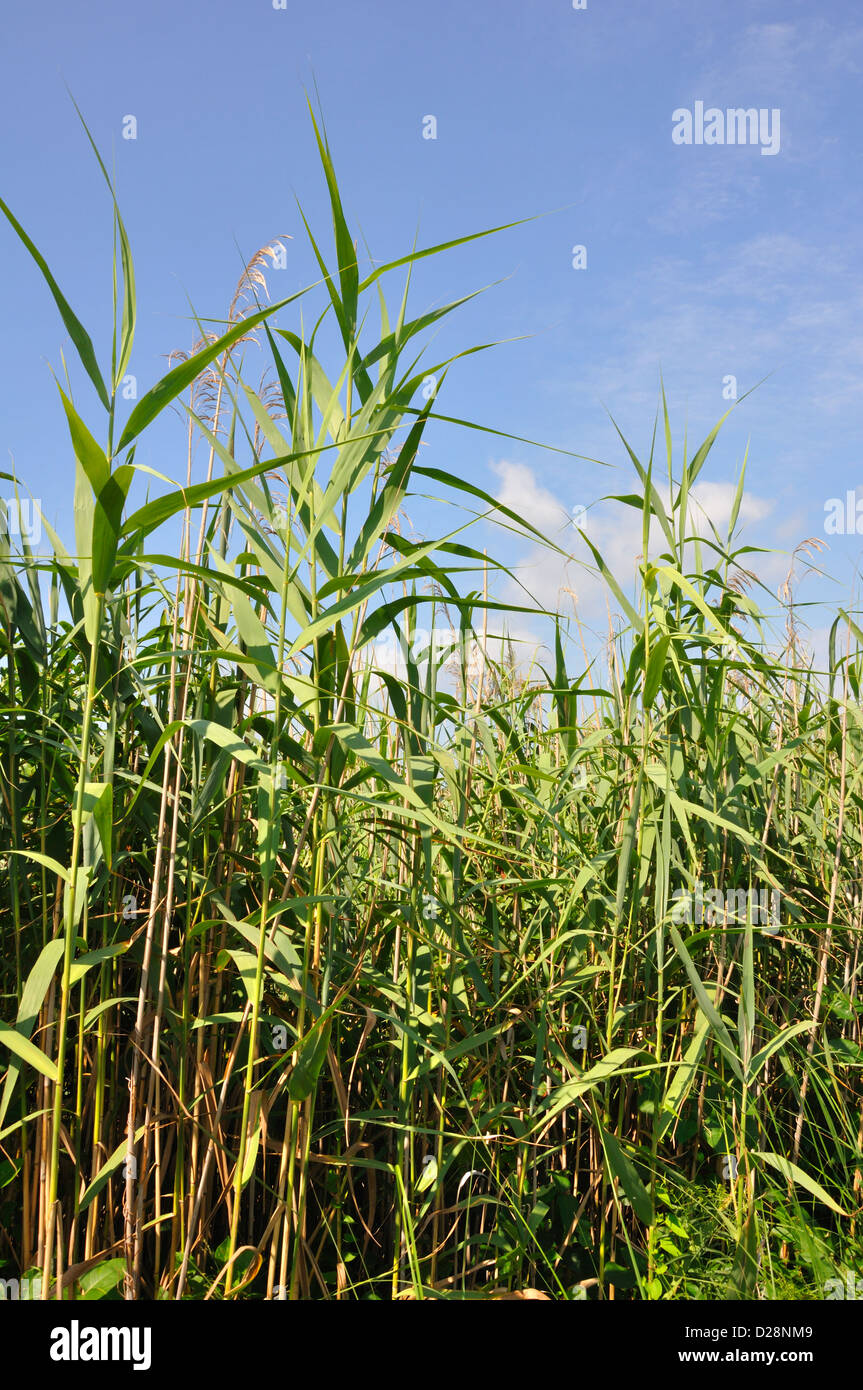 Corn field young plants hi-res stock photography and images - Alamy