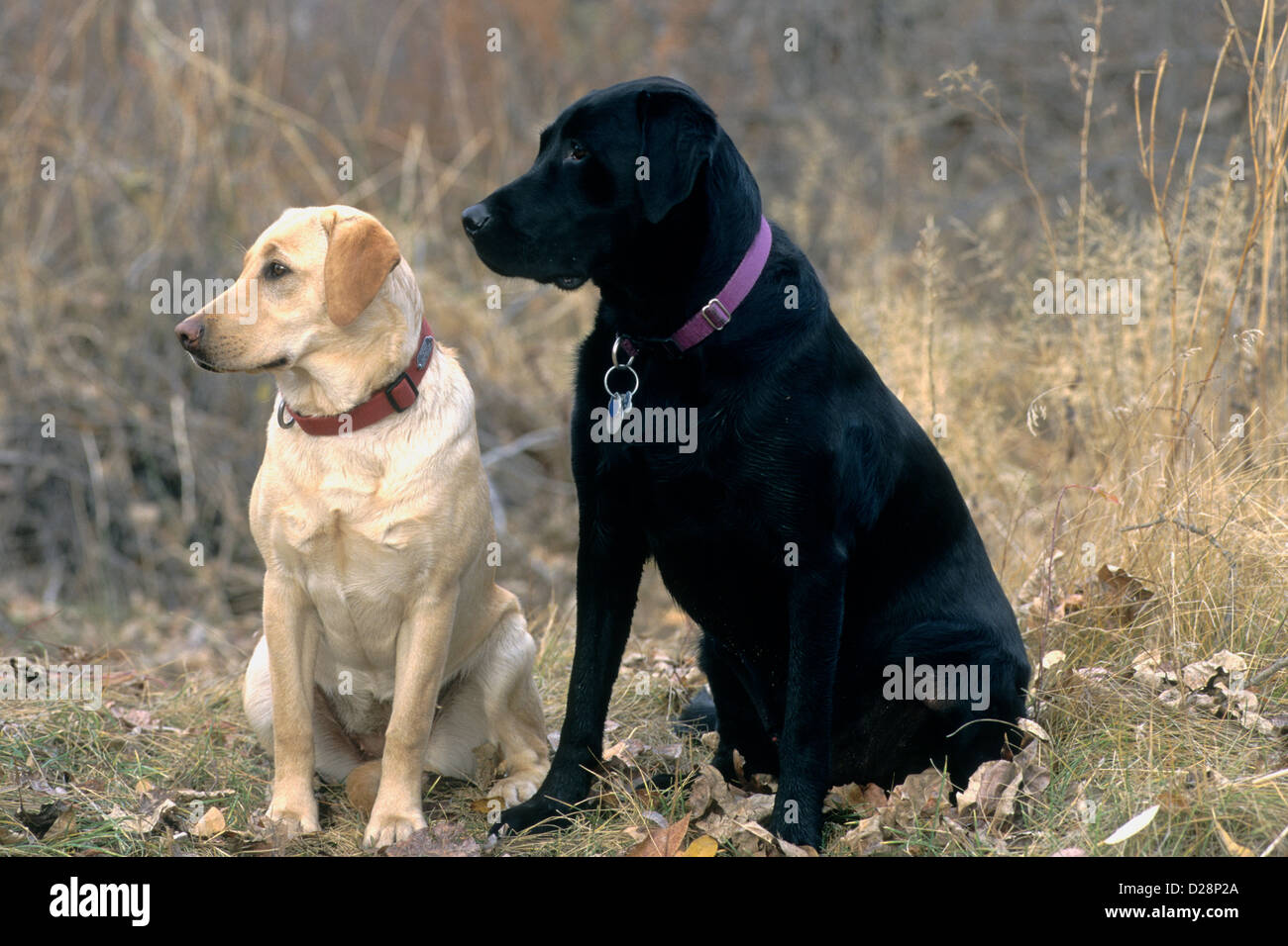 How Intelligent Are Labrador Retrievers