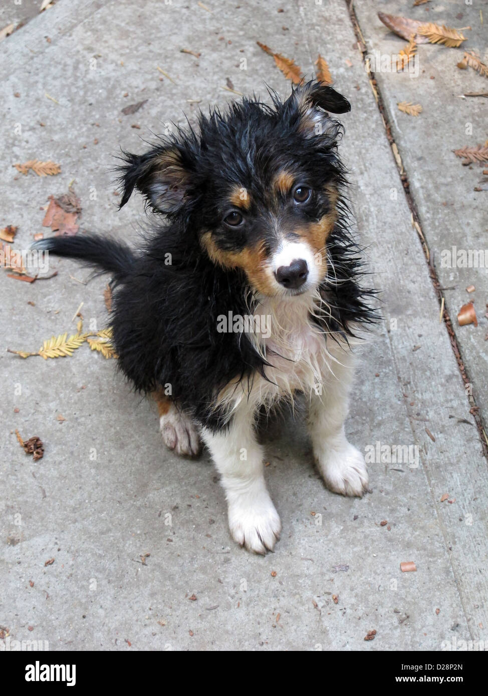 Australian shepherd puppy sitting after a bath Stock Photo Alamy