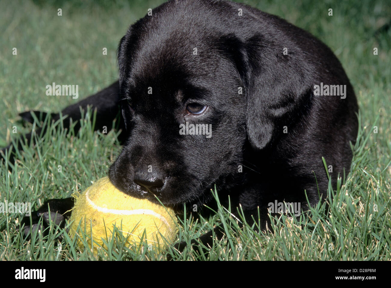 Black lab puppy playing with tennis ball hires stock photography and images Alamy