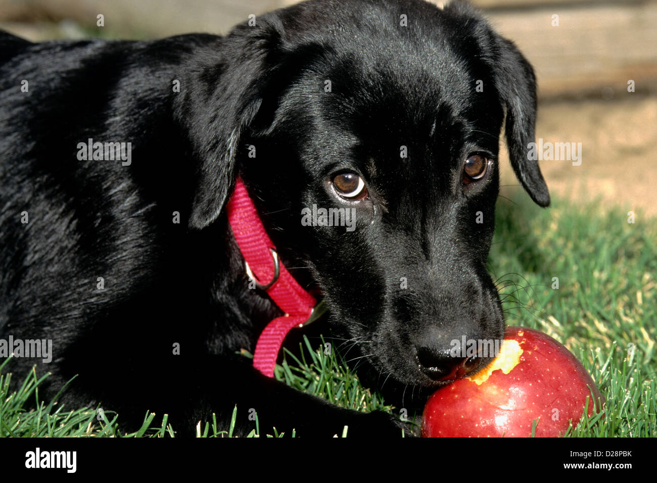 Black labrador retriever puppy chewing on apple hires stock