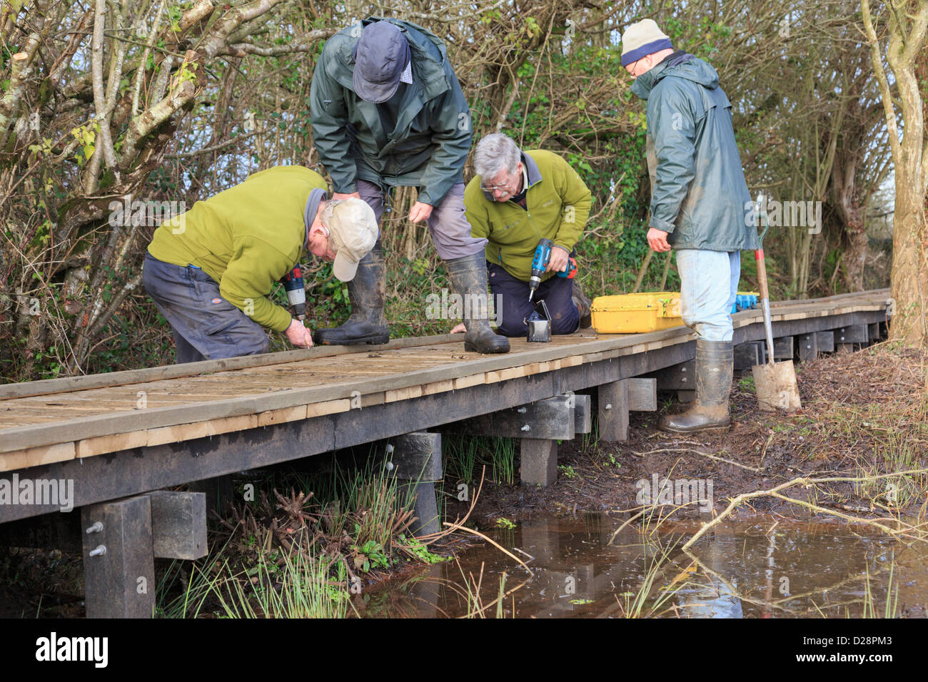 Senior Ramblers footpath volunteers working party volunteering building a boardwalk over boggy fen in Cors Bodeilio nature reserve Anglesey Wales UK Stock Photo