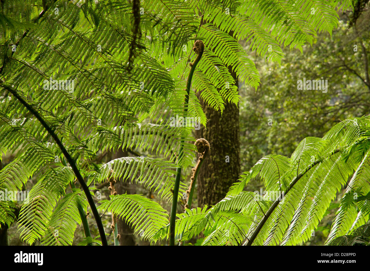 leafs of Ferns (Pteridophyta) Stock Photo