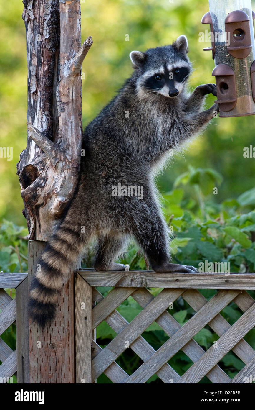 Raccoon Procyon Lotor Trying To Eat Sunflower Seeds From A Bird
