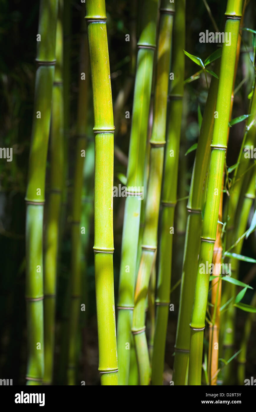 Berlin, Germany, Close-up of bamboo Stock Photo - Alamy