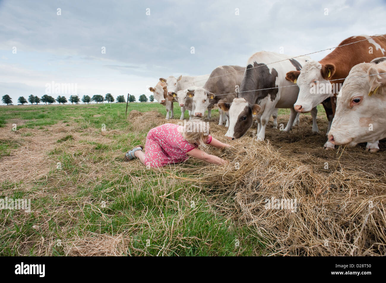 Demmin, Germany, cows in the pasture being fed by a girl Stock Photo ...