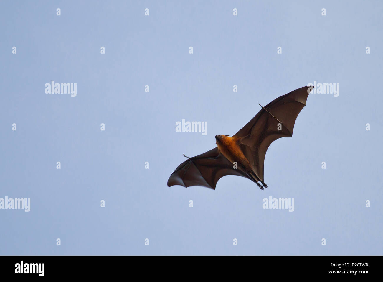 lugfuechse flying dog flying foxes Stock Photo