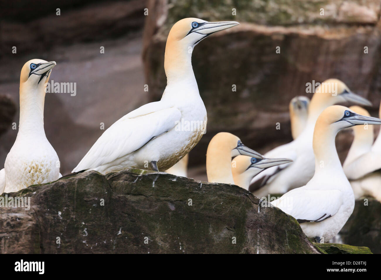 Northern Gannets nesting on rock ledges of seacliffs on Isle of Noss National Nature Reserve during summer breeding season in May Shetland Scotland UK Stock Photo