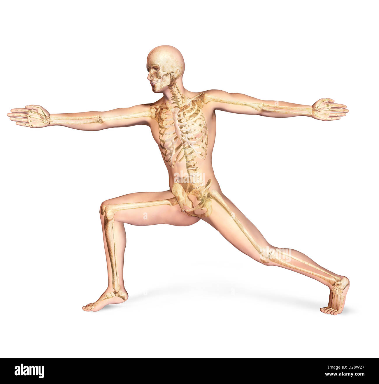 Human male in athletic dynamic posture, with full skeleton superimposed. On white background, with clipping path included. Stock Photo