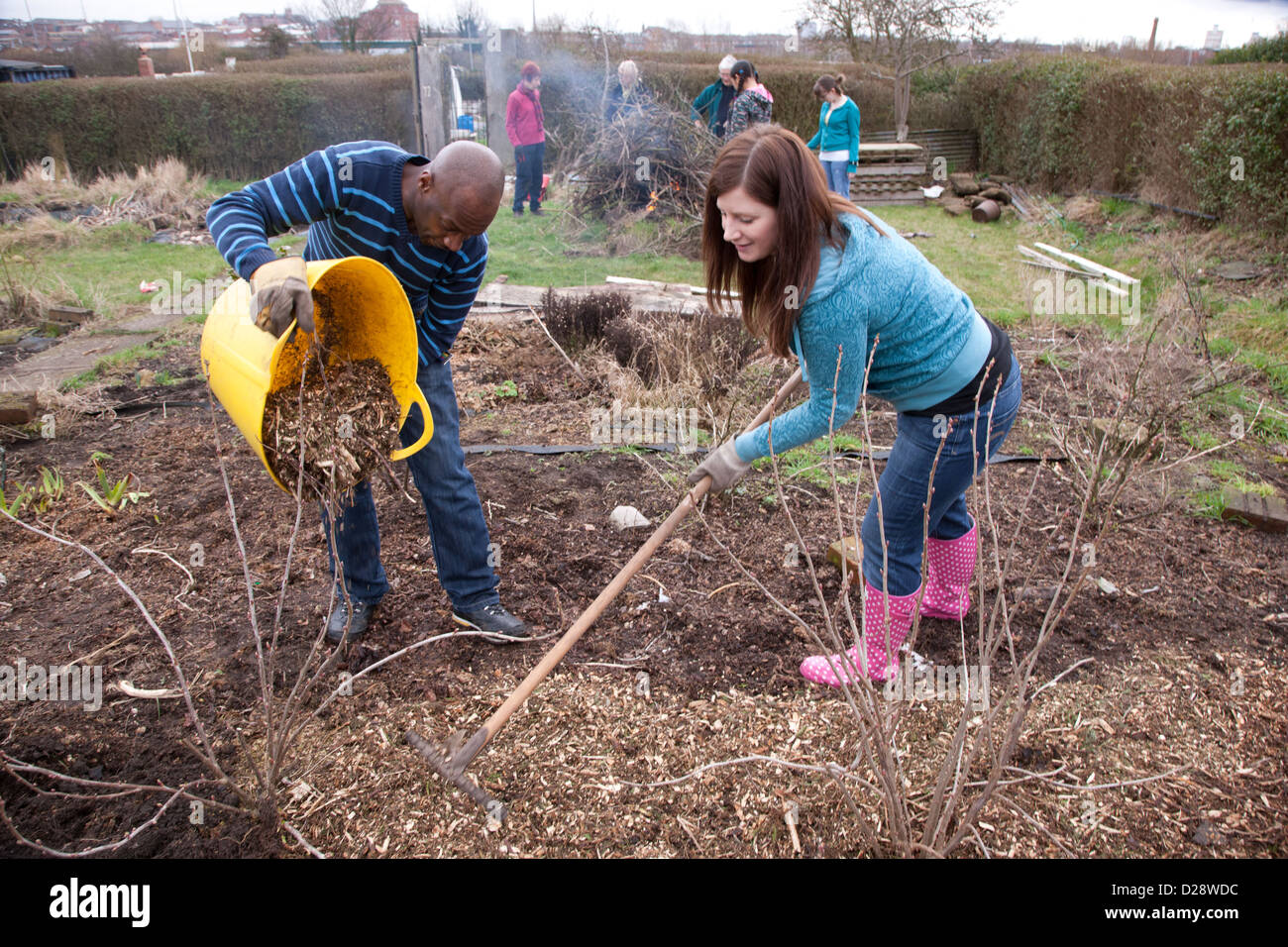 People mulching fruit bushes on an allotment. Stock Photo