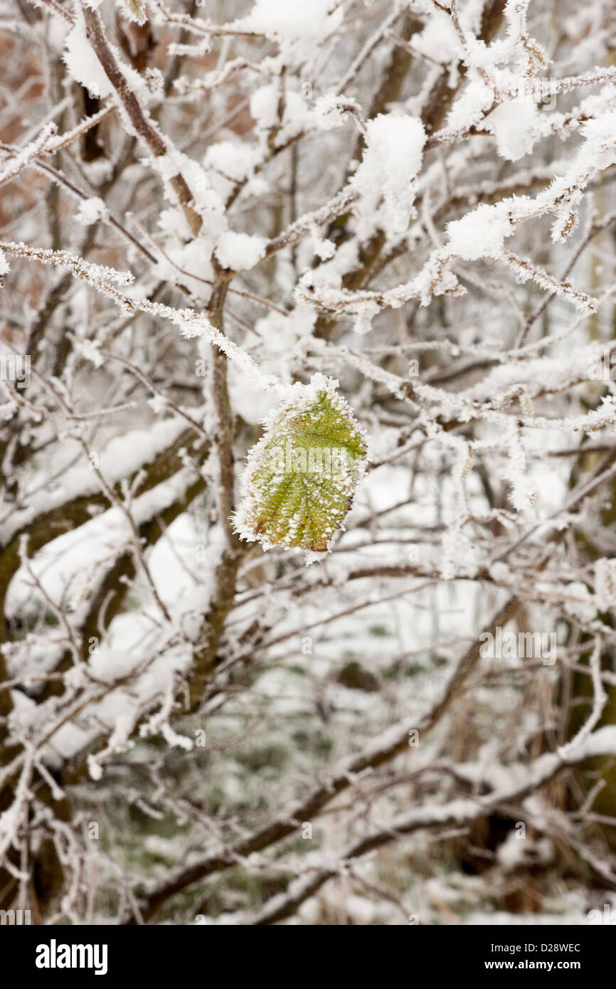 tree covered in snow with one green leaf Stock Photo