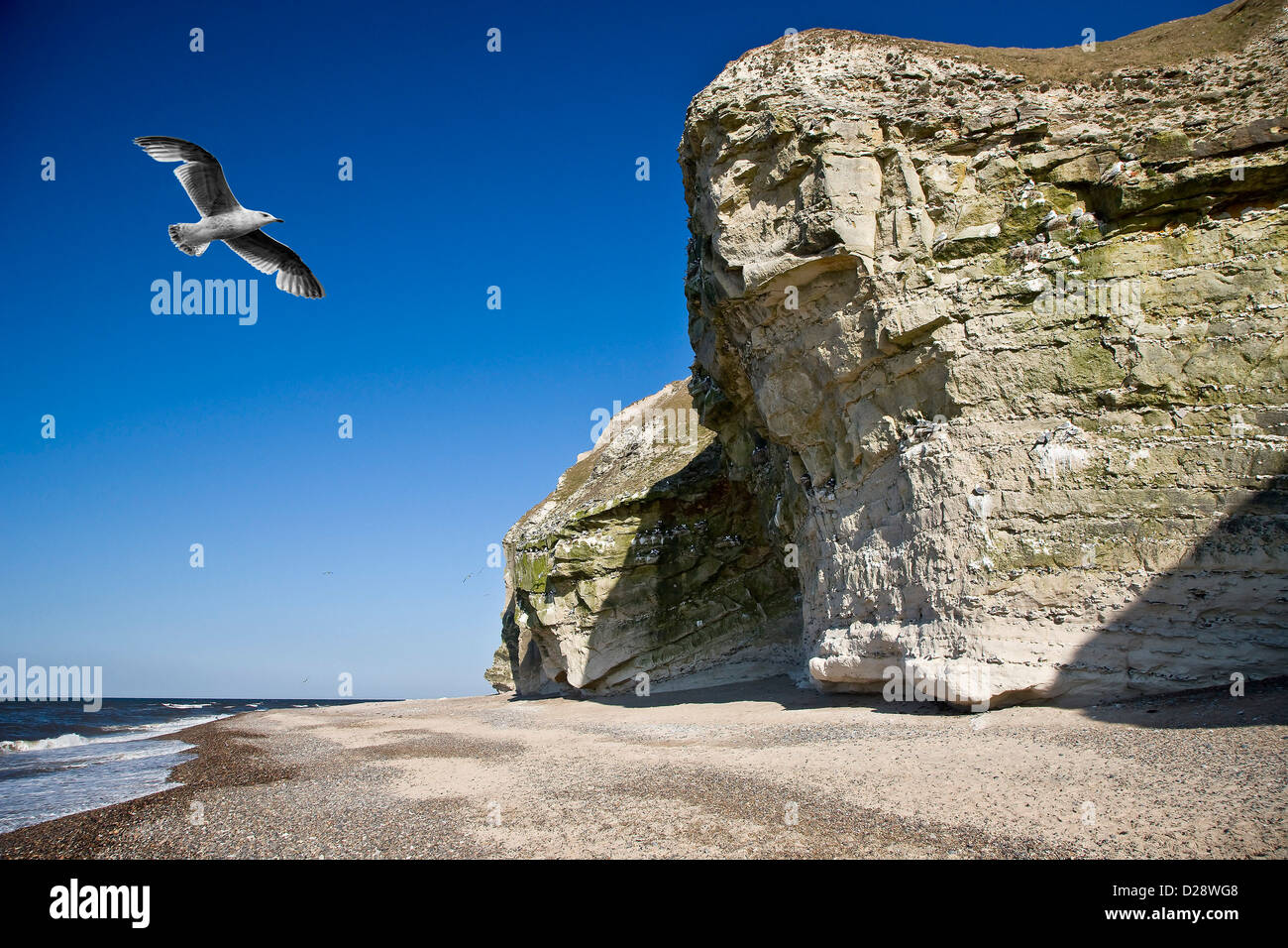 Bulbjerg the only bird cliff in Den Stock Photo