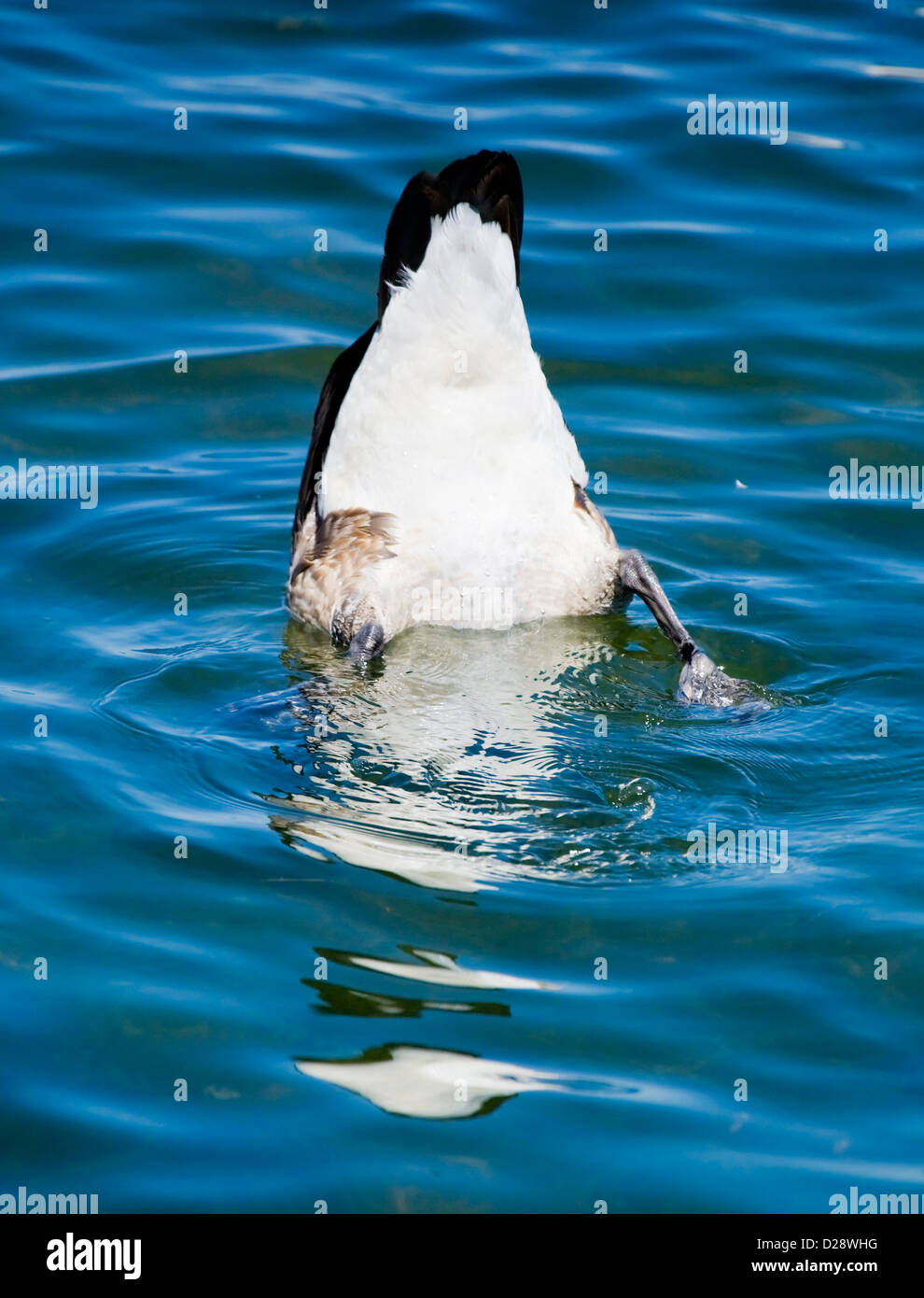 Canadian geese diving for dinner Stock Photo