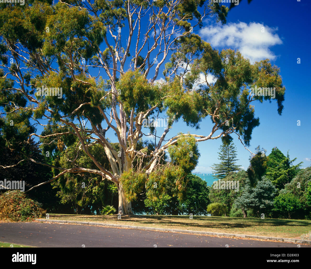 Gum tree, Auckland, New Zealand Stock Photo