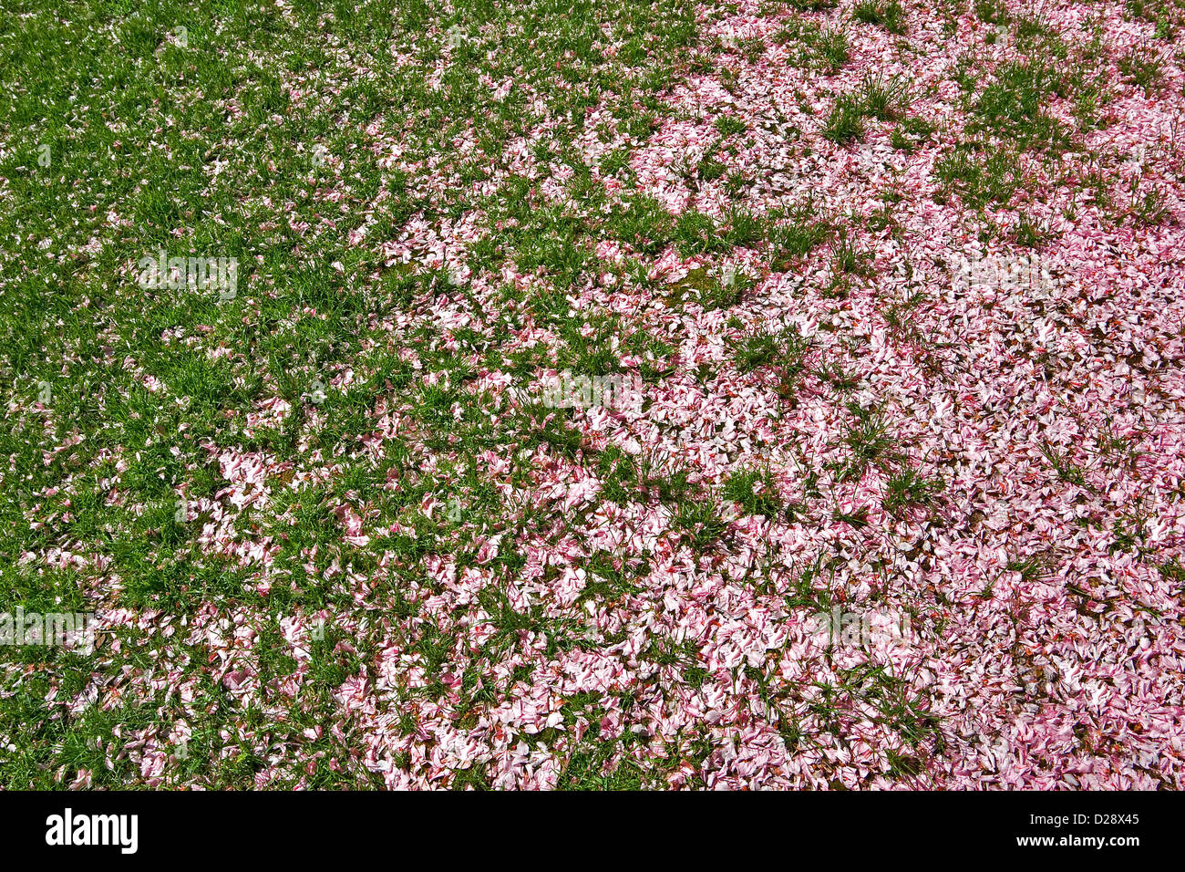 petals on the grass Stock Photo