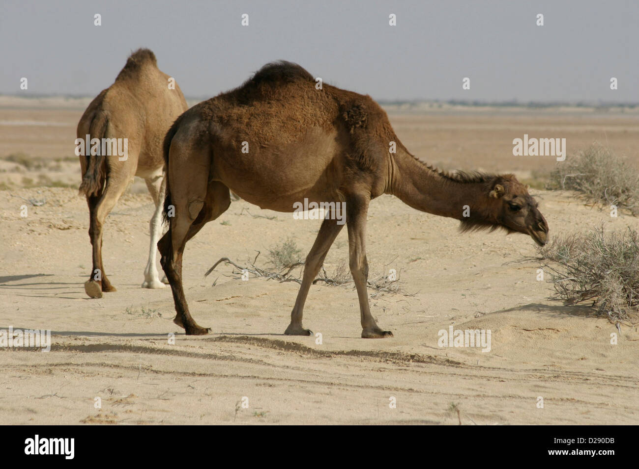 Tunisia, Dromedaries In The Desert Stock Photo