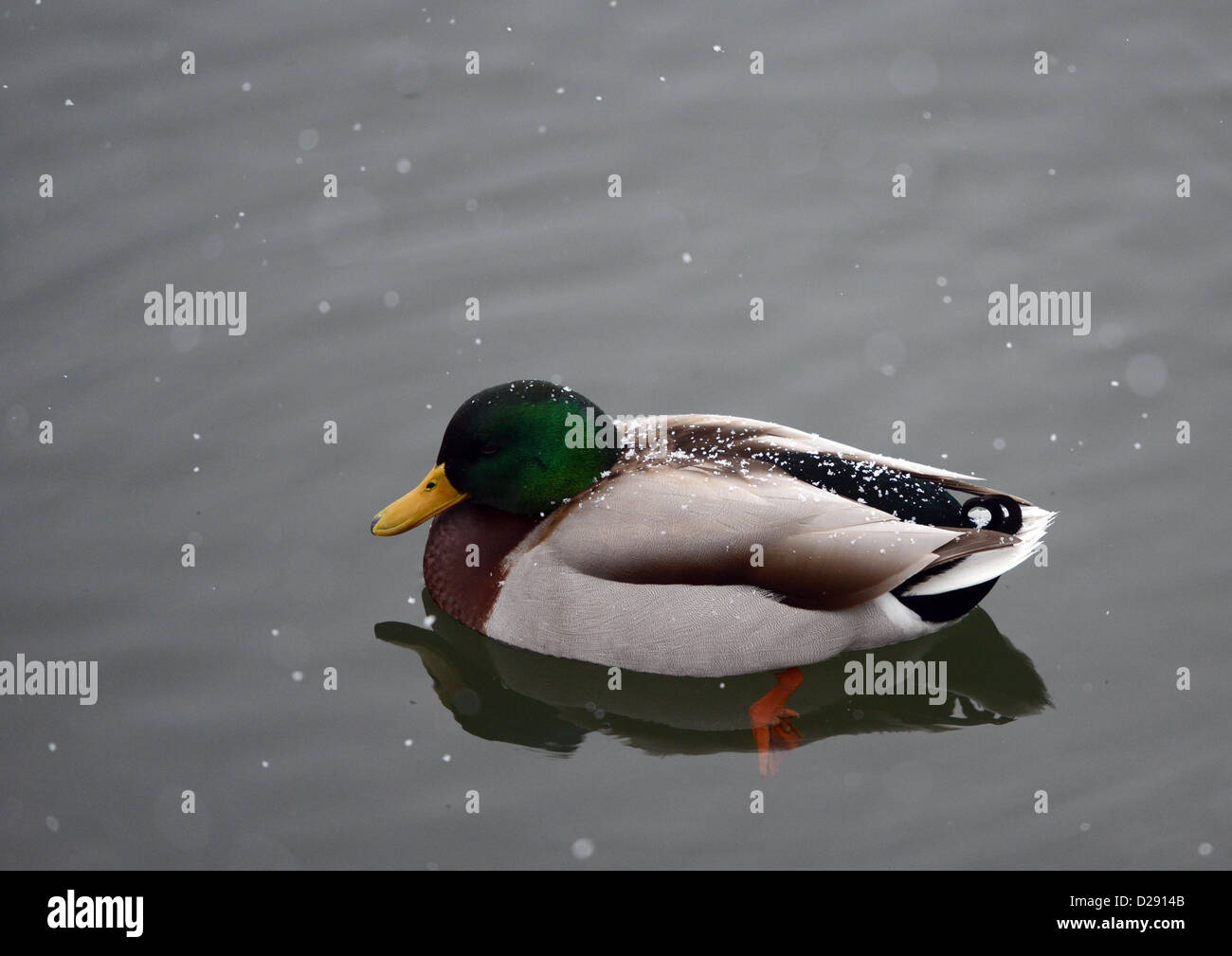 A duck's plumage its slightly covered with snow on the Baldeneysee lake in Essen, Germany, 17 January 2013. Photo: CAROLINE SEIDEL Stock Photo