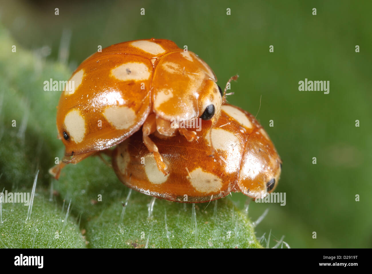 Mating Ladybird beetles Calvia decemguttata on a leaf. Ariege Pyrenees, France. June Stock Photo