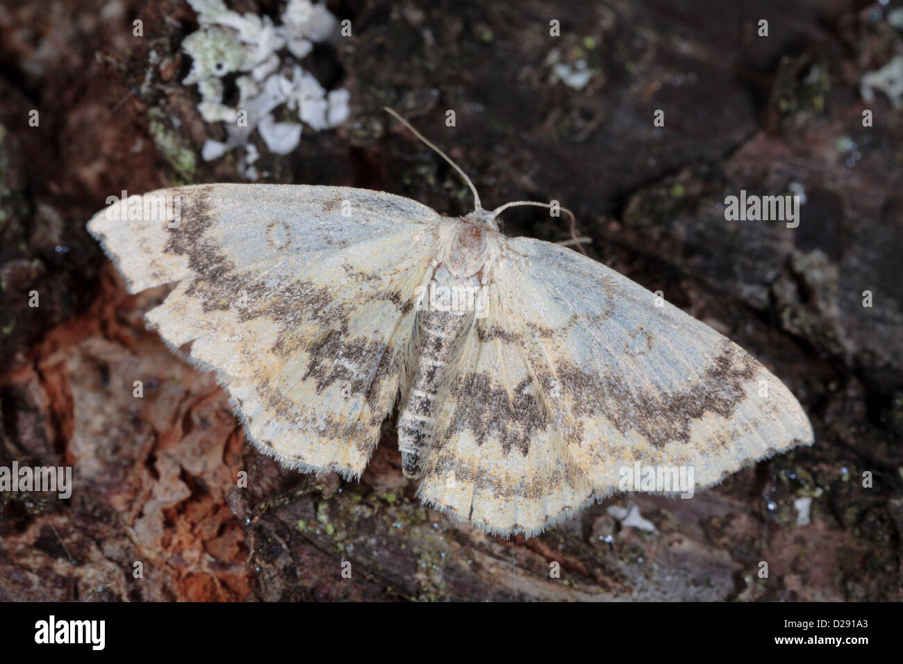 The Mocha moth (Cyclophora annularia), resting on tree bark. Ariege Pyrenees, France. June Stock Photo