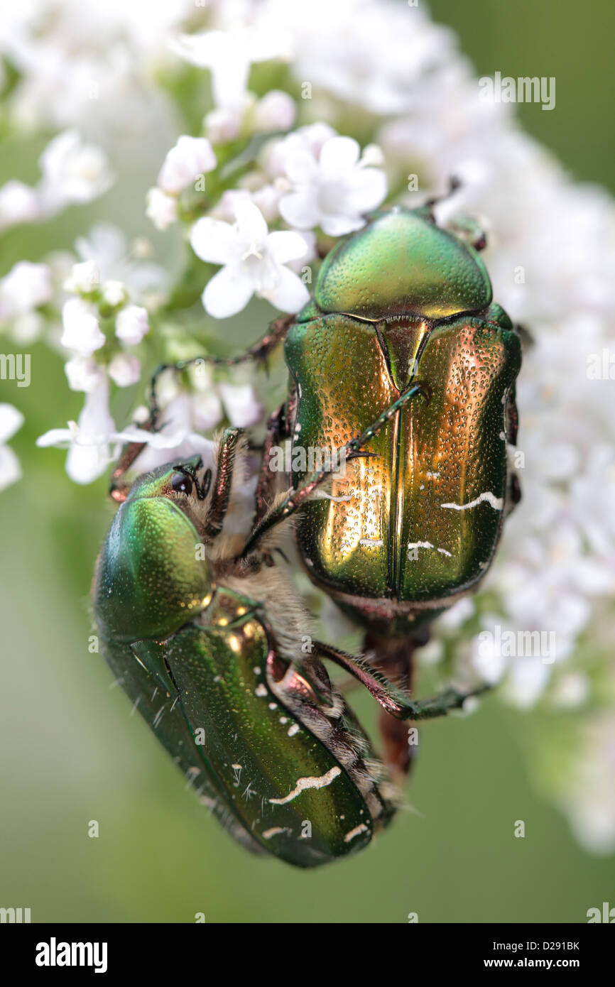 Mating Rose-chafer (Cetonia aurata) adult beetles on Common Valerian. Ariege Pyrenees, France. June Stock Photo