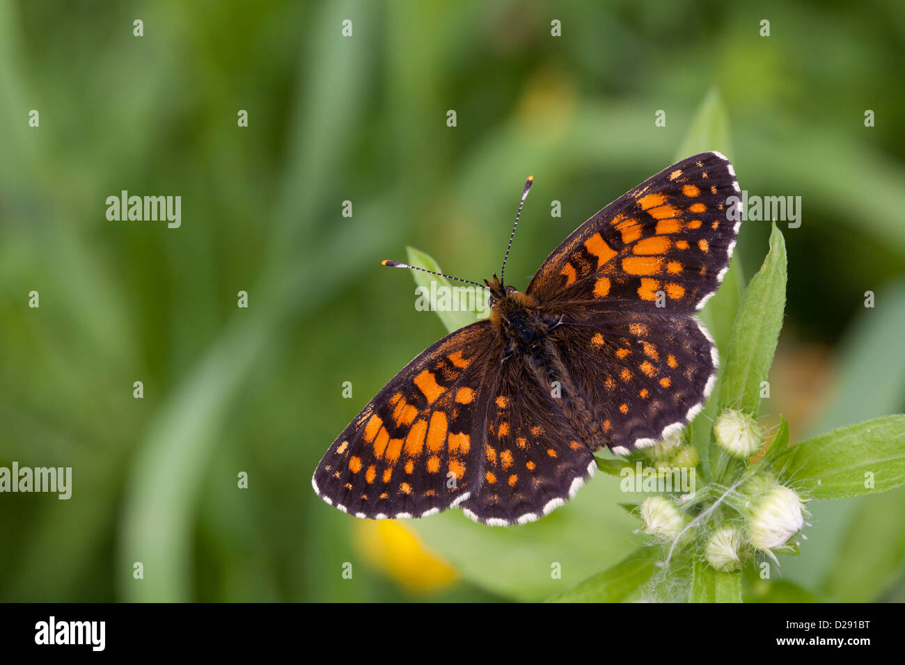 False Heath Fritillary butterfly (Melitaea diamina) adult male perched with wings open. Ariege Pyrenees, France. June. Stock Photo