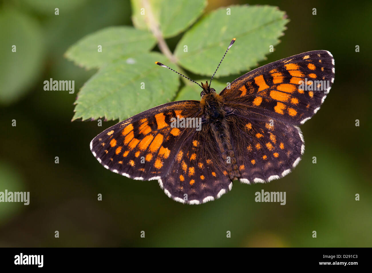 False Heath Fritillary butterfly (Melitaea diamina) adult male perched with wings open. Ariege Pyrenees, France. June. Stock Photo