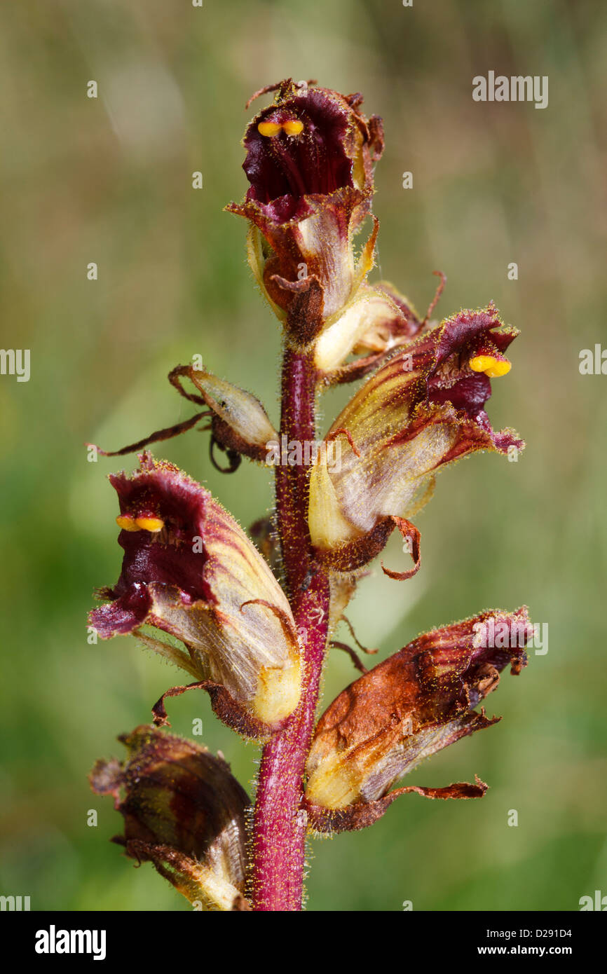 Flowers of Slender Broomrape (Orobanche gracilis). Ariege Pyrenees, France. June Stock Photo