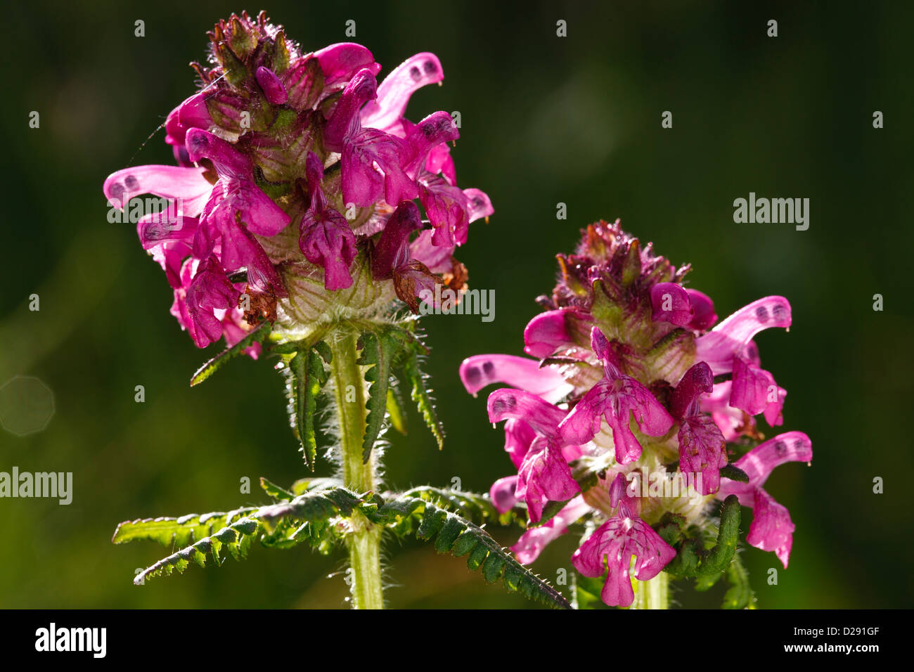 Verticillate Lousewort (Pedicularis verticillata) flowering. Pyrénées-Orientales, France. Stock Photo