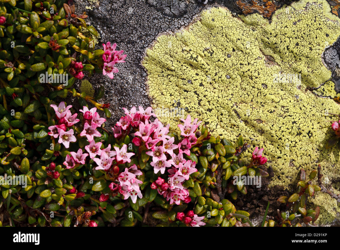 Trailing Azalea (Loiseleuria procumbens) flowering, creeping over a lichen-covered boulder. Pyrenees. Port d'Envalira,  Andorra. Stock Photo