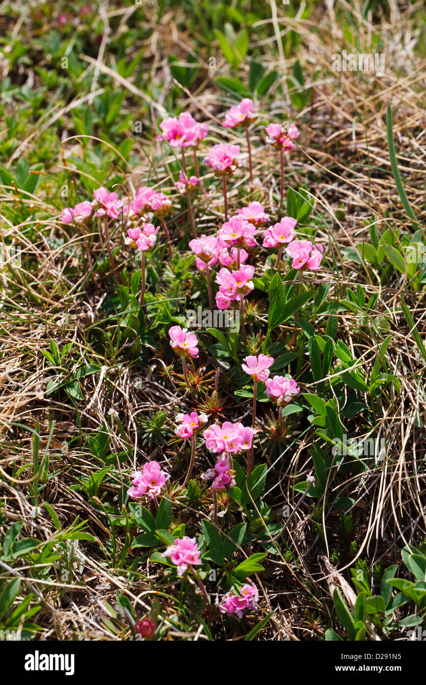 Pink Rock-jasmine (Androsace carnea) flowering, in mountains at 2400m, Pyrenees, Port d'Envalira, Andorra. June. Stock Photo