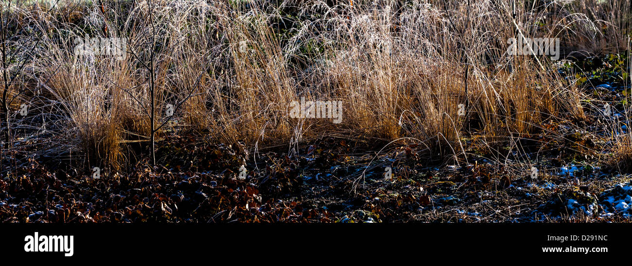 Ornamental grasses with frost hires stock photography and images Alamy