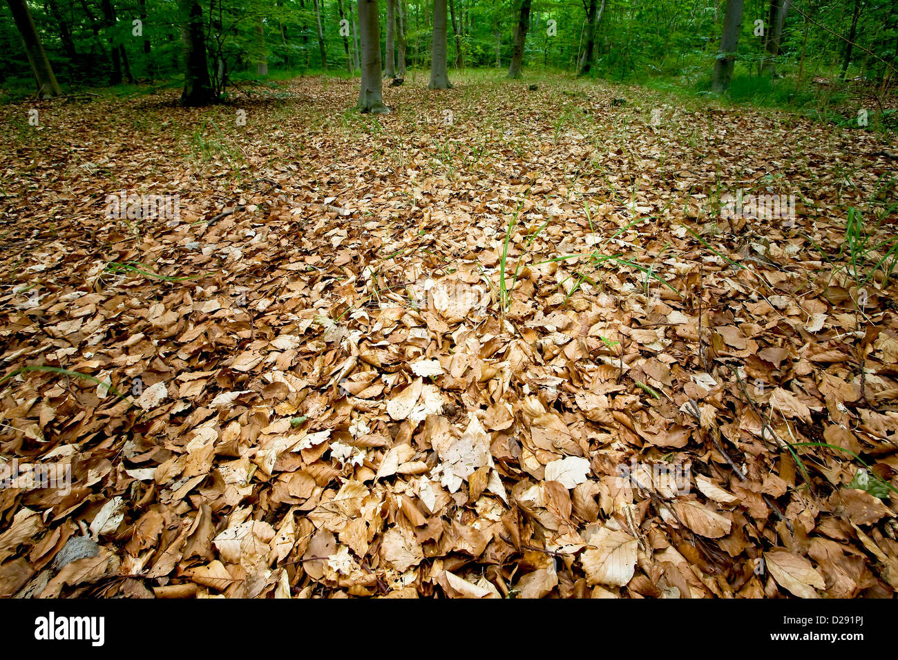 Faded Forest High Resolution Stock Photography and Images - Alamy