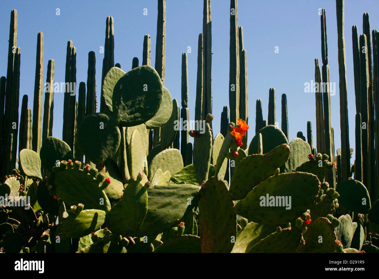 Mexico, Oaxaca Botanical Garden, Cactus Stock Photo