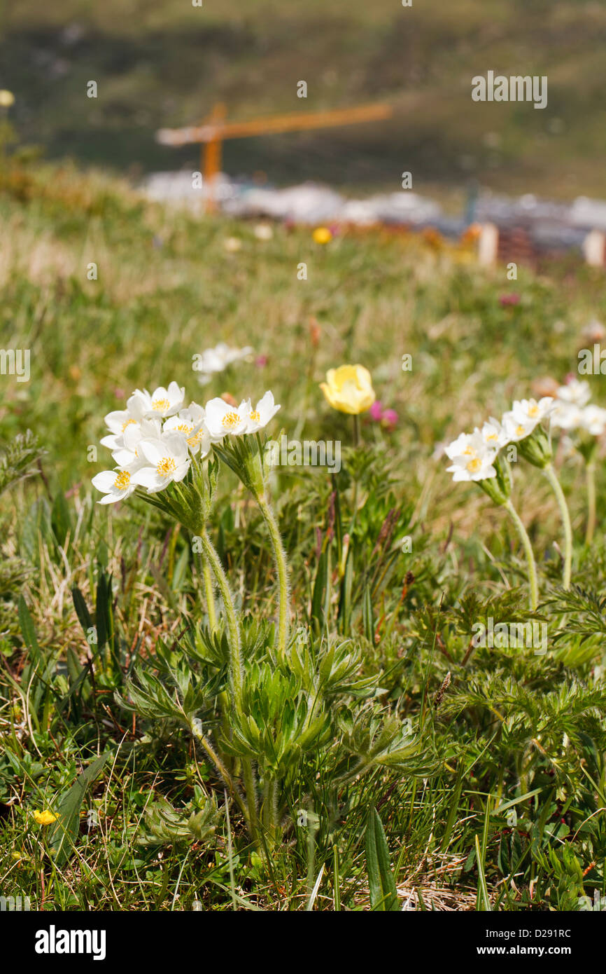 Narcissus-flowered Anemone and Yellow Alpine Pasque Flower flowering in an alpine meadow. Andorra. Stock Photo