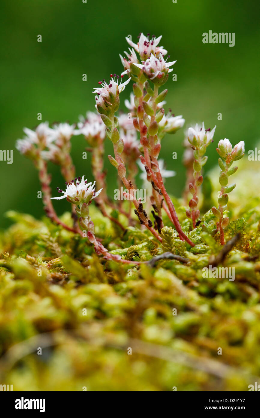 White Stonecrop (Sedum album) flowering on a stone wall. Ariege Pyrenees, France. June Stock Photo