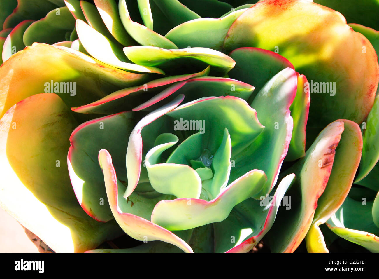 Mexico, San Augustin, Cactus Detail Stock Photo