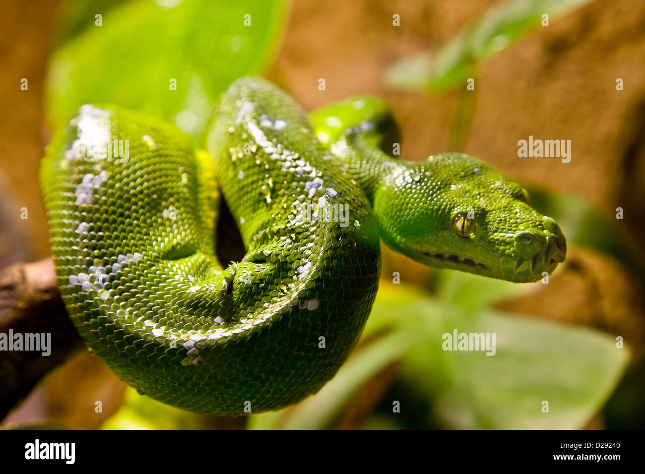 Green tree Python Stock Photo