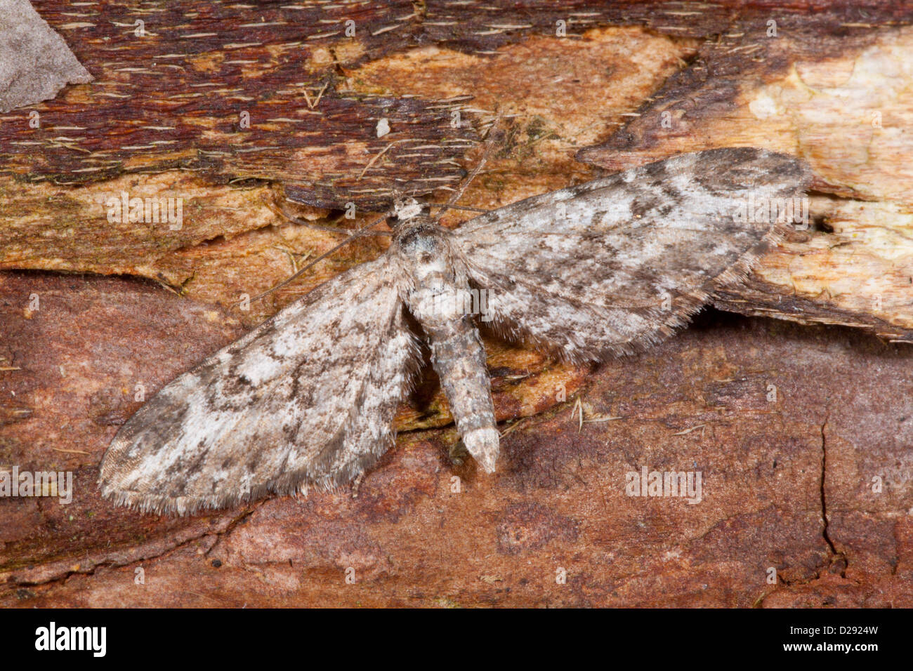 Narrow-winged Pug moth (Eupithecia nanata) adult. Powys, Wales. July. Stock Photo