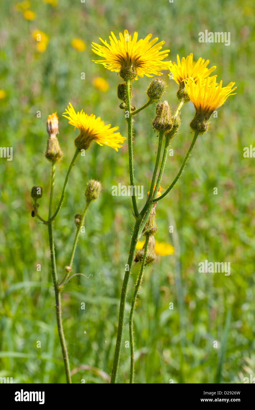 Flowers of Perennial sowthistle (Sonchus arvensis). Powys, Wales. July. Stock Photo