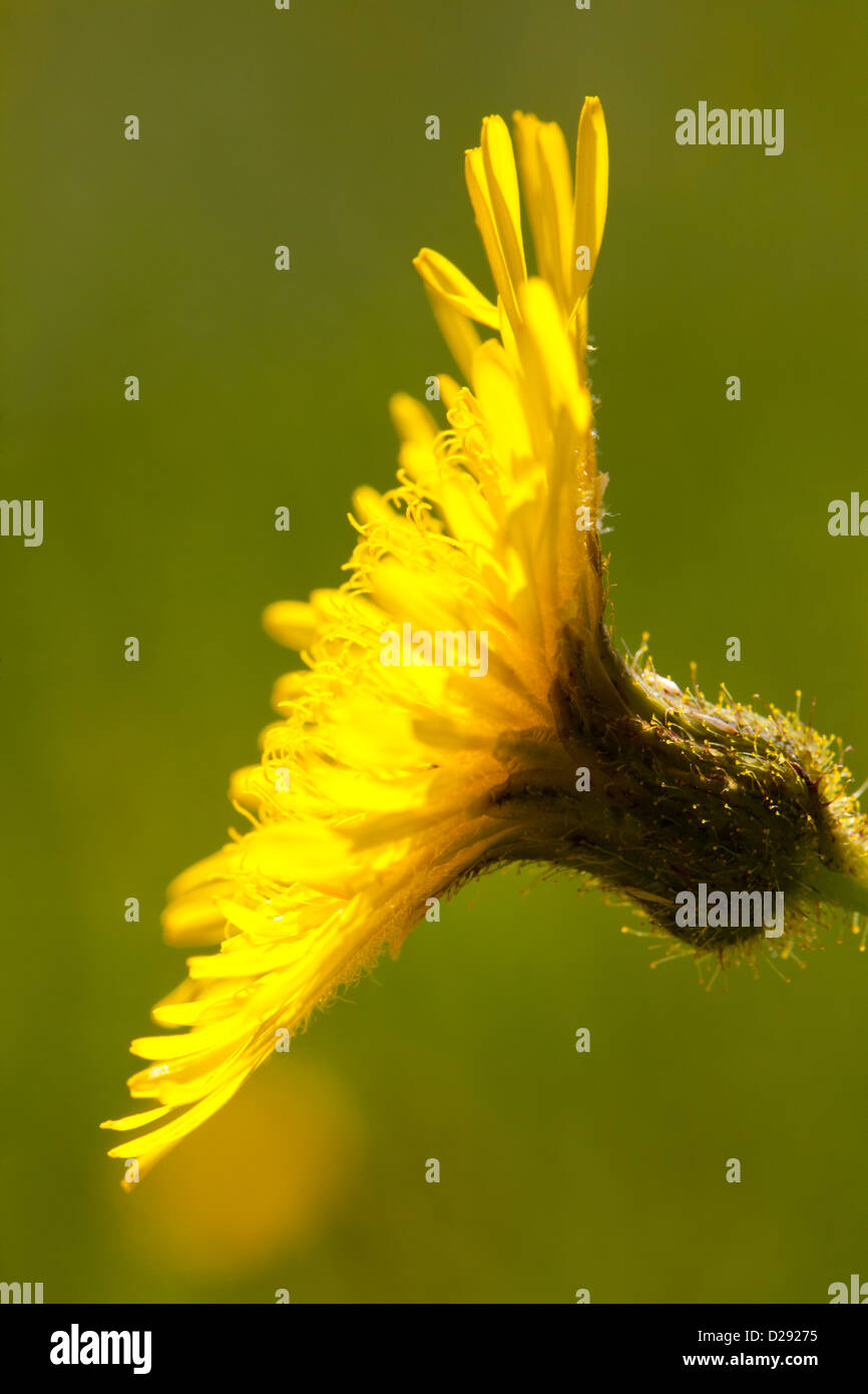 Flower of Perennial sowthistle (Sonchus arvensis). Powys, Wales. July. Stock Photo