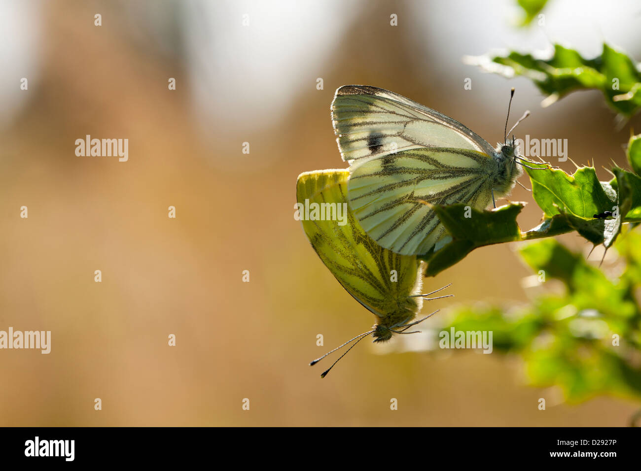 Green-veined White butterflies (Pieris napi) mating pair. Powys, Wales. July. Stock Photo