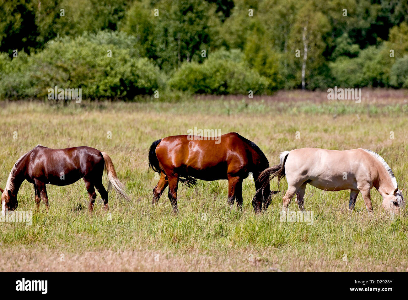 Three grazing horses Stock Photo