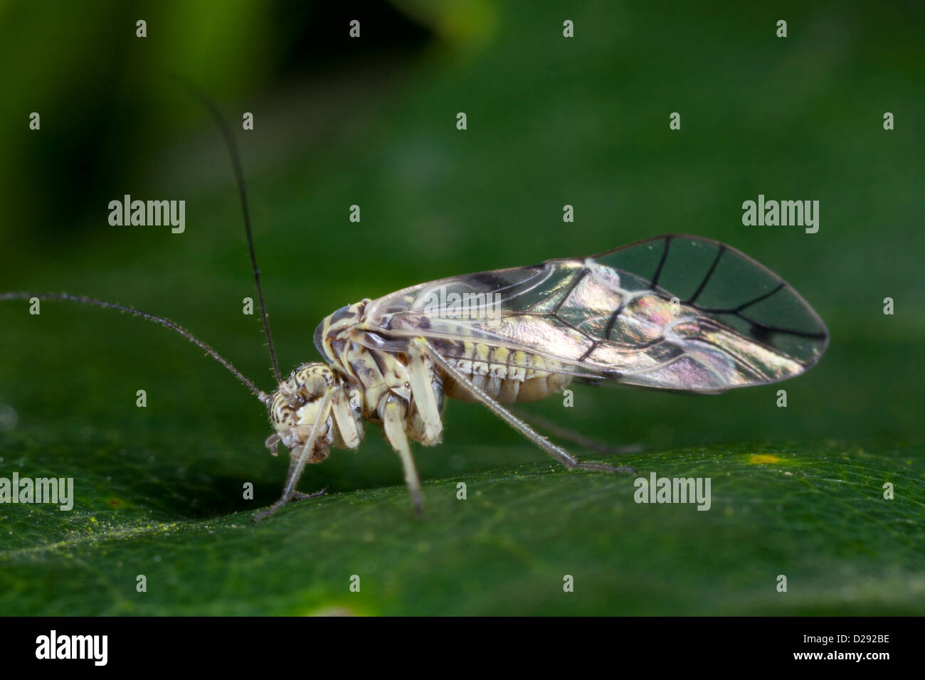 Barkfly (Psococerastis gibbosa) adult resting on an oakleaf. Powys, Wales. August. Stock Photo