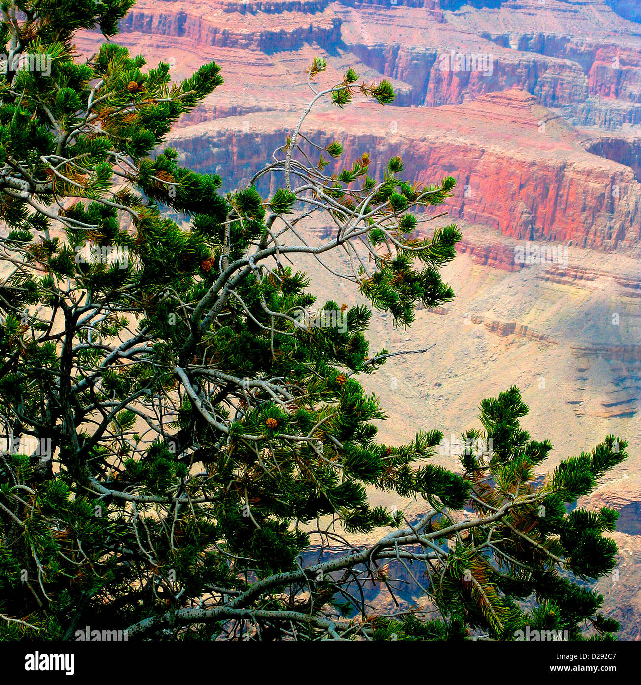 Pine Tree, Grand Canyon, Arizona Stock Photo Alamy